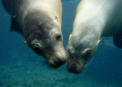 Galapagos Sea Lions