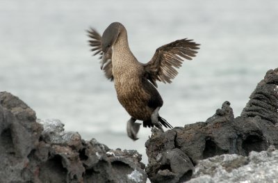 Flightless Cormorant, Punta Espinosa. Fernandina