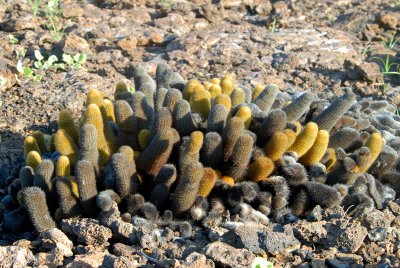Lava Cactus. Fernandina
