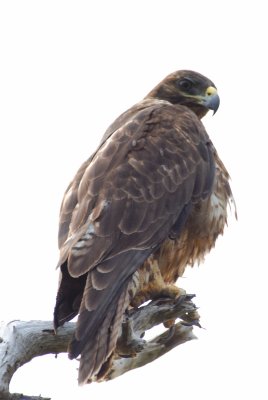 Galapagos Hawk, Punta Espinosa.Fernandina