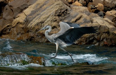 Great Blue Heron, Punta Vicente Roca.