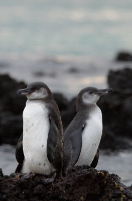 Galapagos Penguins. Elisabeth Bay  , Isabela