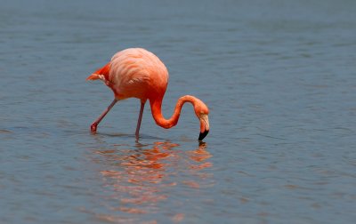Flamingo, Punta Cormorant. Floreana