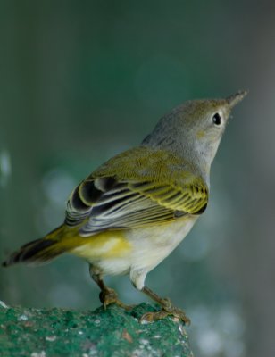 Yellow Warber . Santa Cruz.