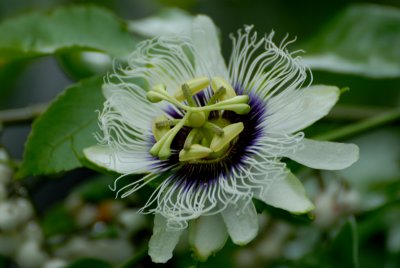 Galapagos Passion flower. Santa Cruz