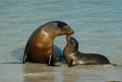 Galapagos sea Lion .Santa Fe `