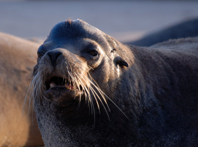  Galapagos sea Lion, male .Santa Fe`