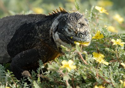 Land iguana eating. South Plaza.