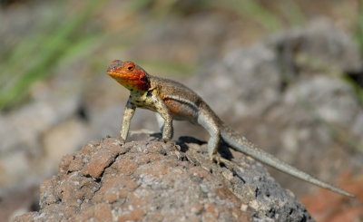 Lava Lizard. South Plaza