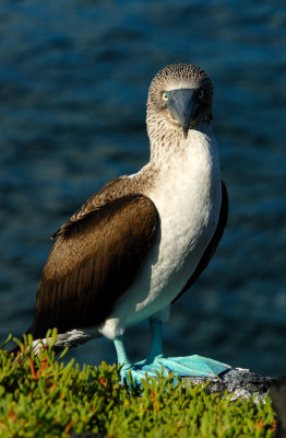Blue footed Booby.  South Plaza.