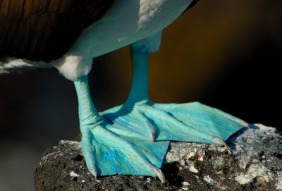  Blue Footed  Booby . South Plaza