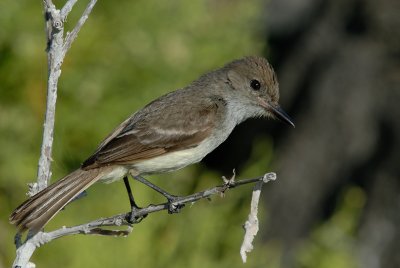 Galapagos Flycatcher. Cerro Bruho .San Cristobal.JPG