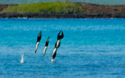 Blue Footed Boobies , Cerro Bruho .San Cristobal