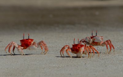 Ghost Crabs , Cerro Bruho .San Cristobal