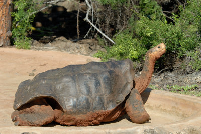 Saddleback Tortoise ( Geochelone Elephantopus  Hoodensis )