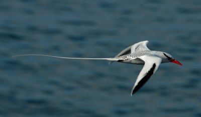 Red Billed  Tropic bird.  South Plaza.