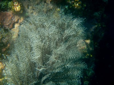 Soft Coral