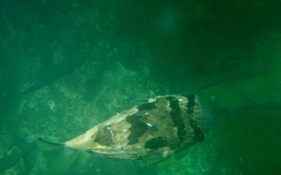 Ballonfish