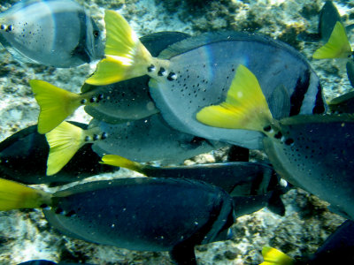 Yellowtailed Surgeonfish