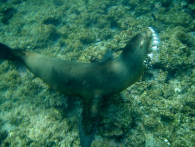 Galapagos Sea Lion