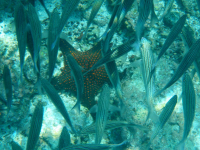 Chocolate Chip Sea Star and Black Striped Salema