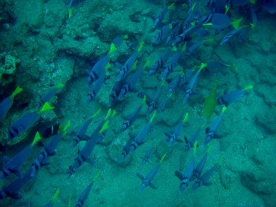 Yellowtailed Surgeonfish