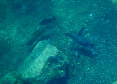 galapagos_underwater__2008