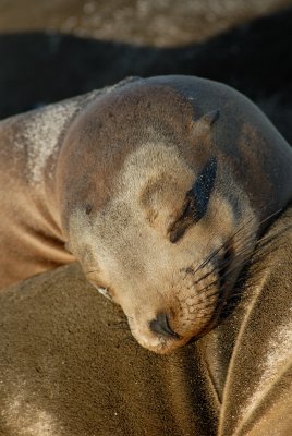 Galapagos Sea Lion, Gardners Bay. Espanola