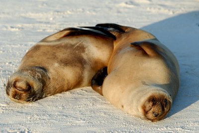 Galapagos Sea Lion, Gardners Bay, Espanola