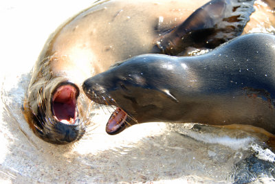 Galapagos Sea Lion, Gardners Bay. Espanola