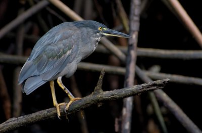 Lava Heron , Elisabeth Bay  , Isabela