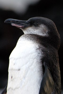 Galapagos Penguin, Elisabeth Bay. Isabela