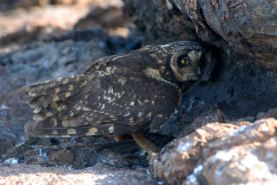 Short -eared Owl with prey ( Storm Petrel ) ,Prince Phillip Steps . Genovesa