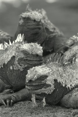 Marine Iguanas