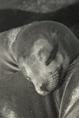 Galapagos Sea Lion