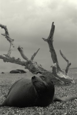 Galapagos Sea Lion