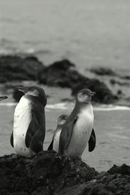  Galapagos Penguins