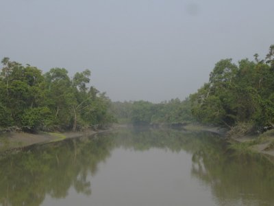 Sundarbans view
