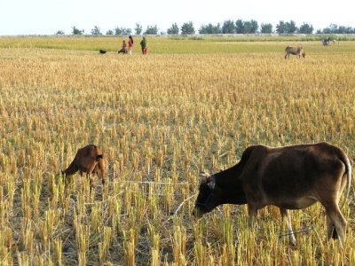 Cows grazing on rice