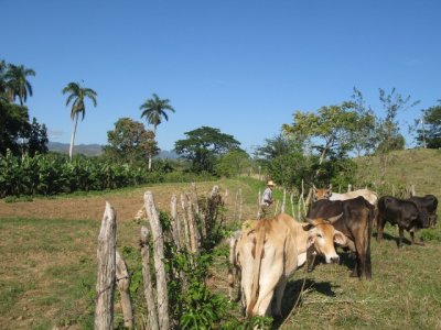 cows at the Hacienda de Guachinango