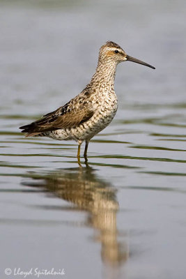 Stilt Sandpiper