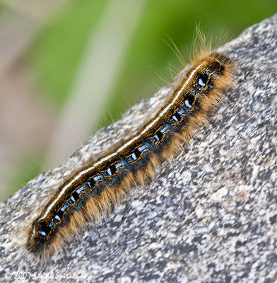 Eastern Tent Caterpillar