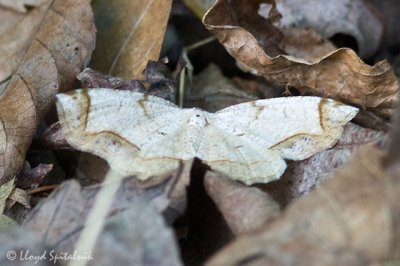 Probole Moth (Geometrid Moth)