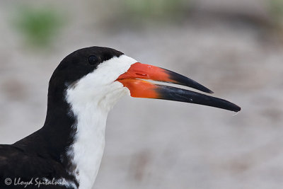 Black Skimmer