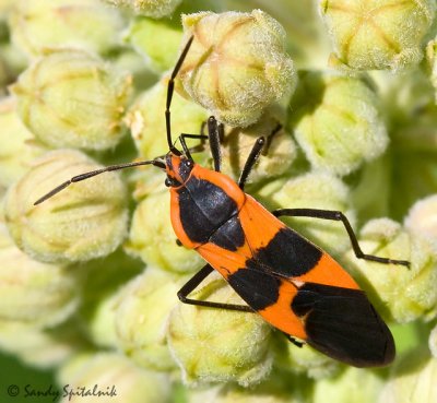 Large Milkweed Bug