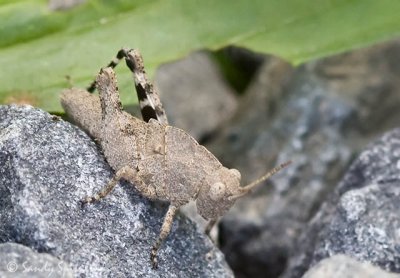 Carolina Grasshopper (4th instar)