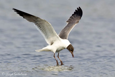 Laughing Gull