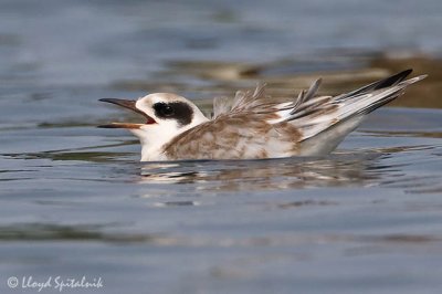 Forster's Tern