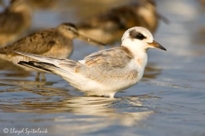 Forster's Tern