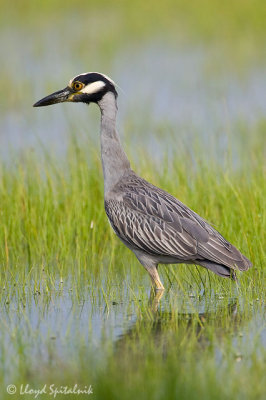 Yellow-crowned Night-Heron